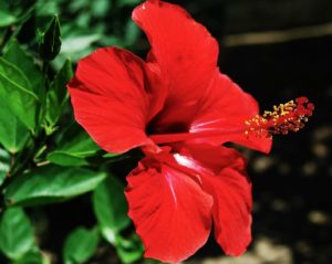 hibiscus is the national flower of Malaysia