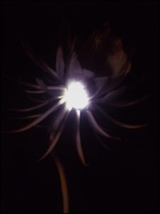 nightbloomingcereuscafleruebon backlit