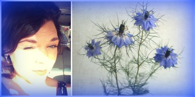 Charna ethier blue nigella flowers