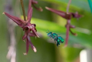 orchid-bee-flying-byElise