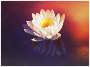 white lotus, digital alter by TSF