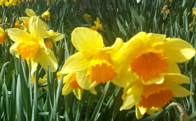daffodils photo cafleurebon