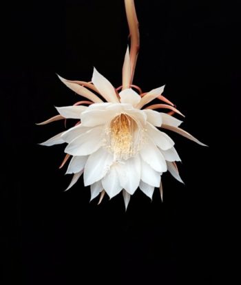 grandiflora queen of the night photo Queen of the Night, shot by the renown photographe Gary Heery.