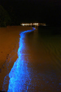 bioluminiscentbaymaldives