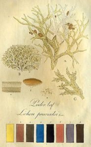 oak-moss-evernia-prunastri-botanical-print