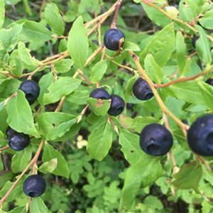 foraging-wild-huckleberries