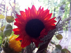 sunflowermorningatsundance