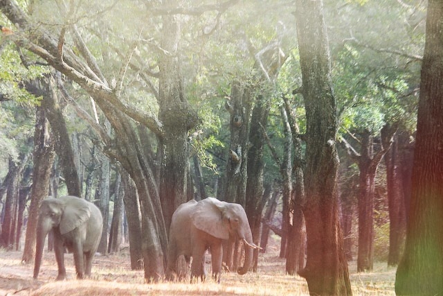 african-elephants-in-the-forest