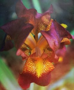 bearded-iris-photo-beautiful