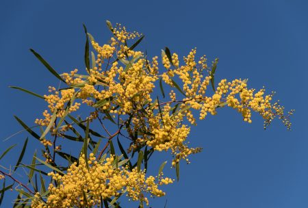 wattle, Australian mimosa is the key ingredient in Goldfield and banks Velvet Splendour