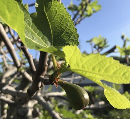 Greek Fig trees photo