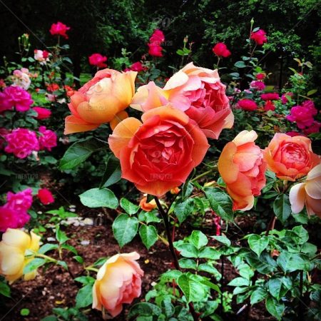 rose gardens in boston