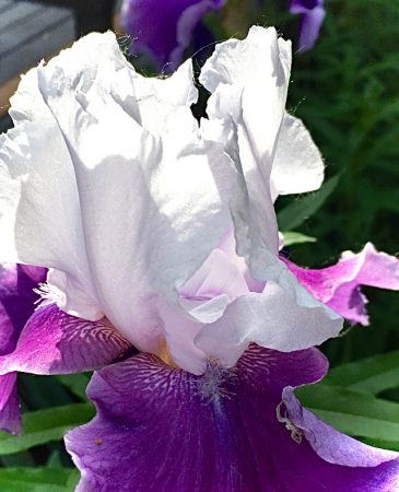 best iris perfumes for spring