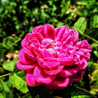 sultan pasha ensar rose