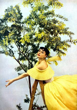 Audrey Hepburn mimosa