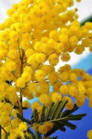 mimosa gold exaltatum