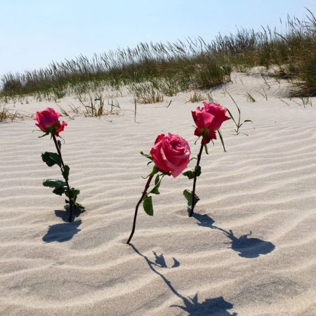 BLUEHILL Fragrances Beach rose review