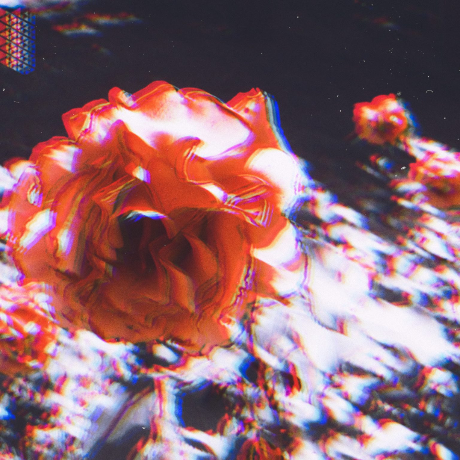 Les Indemodables Rose de Jamal review