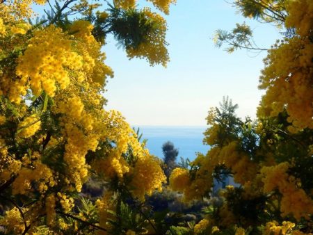 Mimosa Tanneron Grasse collection Perris Monte Carlo