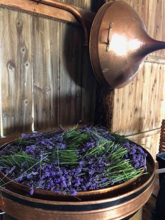 harvesting lavender in provence