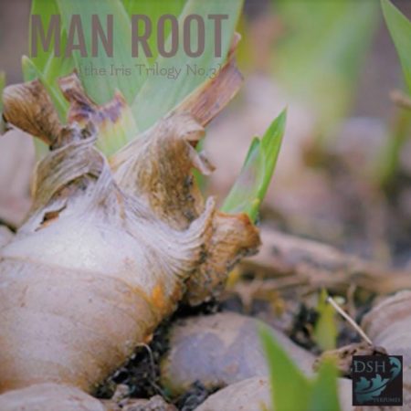 DSH Perfumes Manroot iris trilogy no 3 review