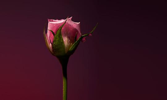 Rose Shot photo by Roberto Greco
