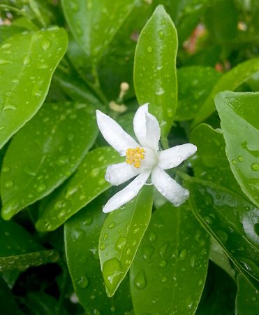 orange blossom has a high concentration of indole