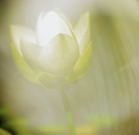 Lotus Rising by April Aromatics