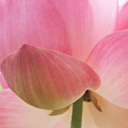 Lotus Rising by April Aromatics