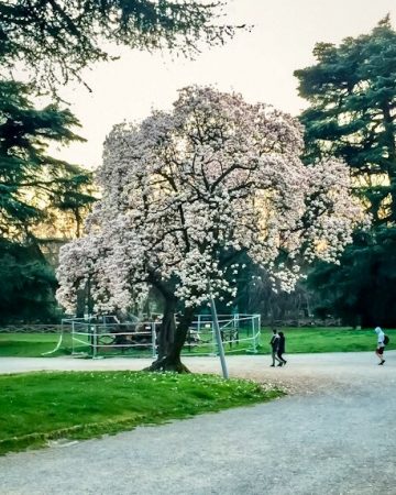 Spring in Milano Parco Sempione