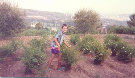 fields of flowers in Grasse. Circa 1994