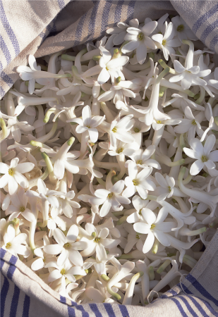 jasmine grandiflorum from Grasse