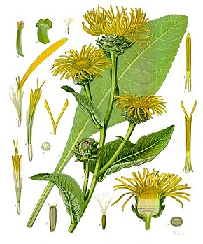 what is Inula