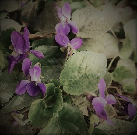 DSH Perfumes Black Viola Violet trio no 1 review