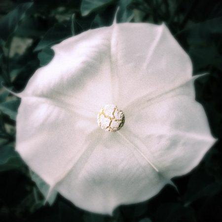 Datura flower known as the devil's weed