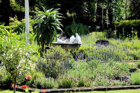 Lavender garden