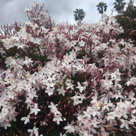 Pink jasmin grows wild in California