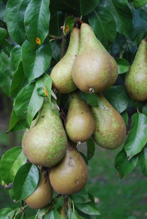 best pear fragrances