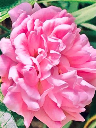Beautiful Pink rose 