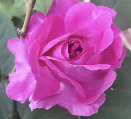 La Rose Beautifique by DSH Perfumes review