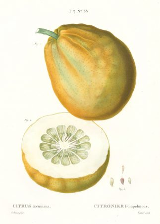Pomelo Botanical print
