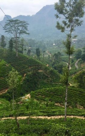 Tea bushes lining the mountains in Sri Lanka inspired Perfumology Su de te