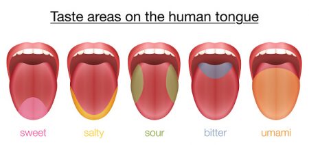 Taste areas of the human tongue - sweet, salty, sour, bitter and umami 