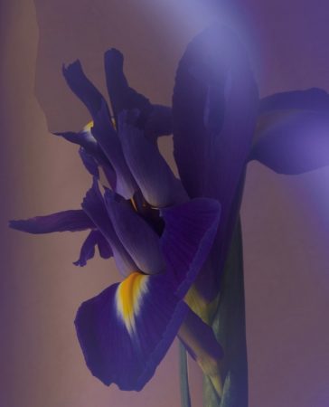 Iris Porcelana