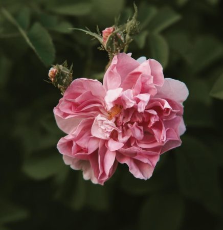 Amouage Rose Aqor uses rose centifolia