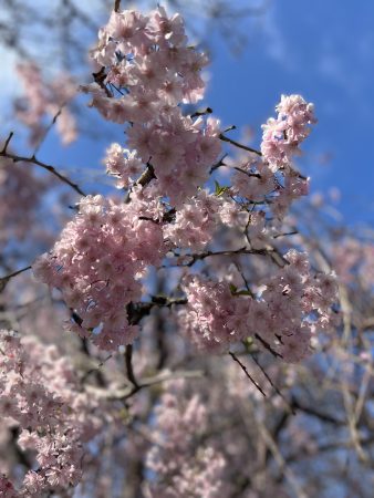 Cherry Blossom NYC Brooklyn Botanicals