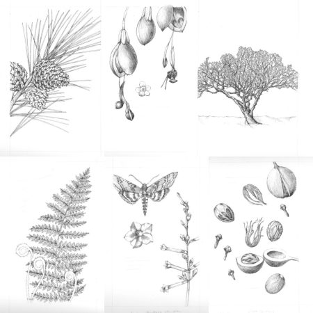 spices and woods illustrations from Scent A Natural History of Fragrances