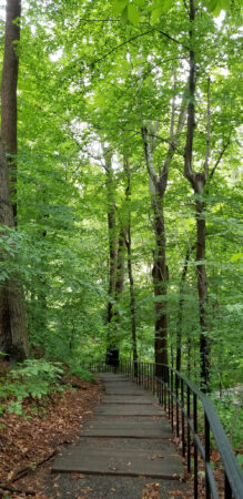 Forest bathing promotes wellness