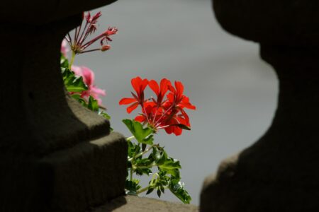 Geranium is used for protection