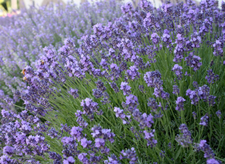 Lavender is calming